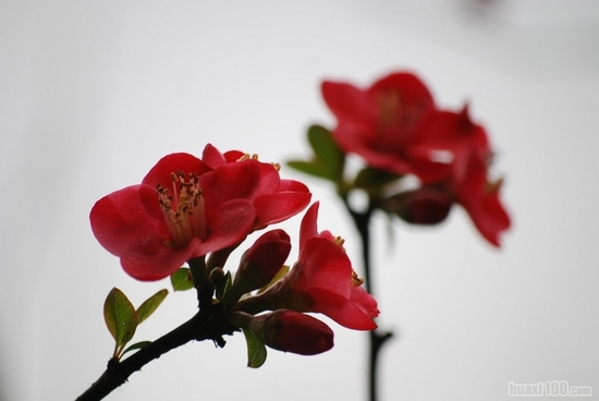 花开人乐蜂蝶忙(图5)