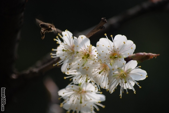 花开人乐蜂蝶忙(图1)