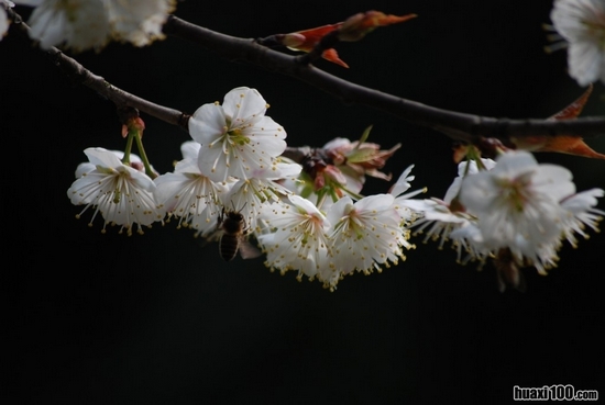 花开人乐蜂蝶忙(图2)