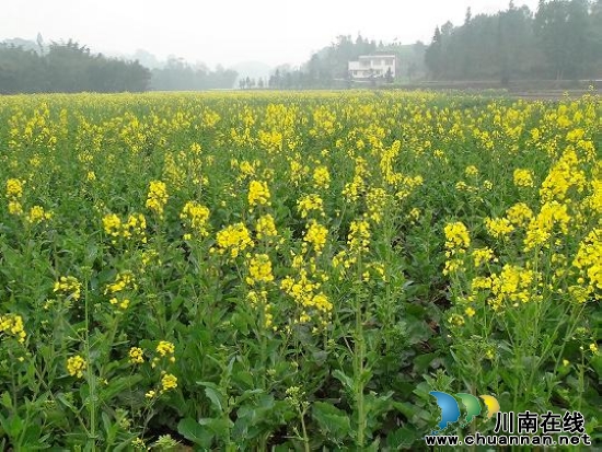 五通镇：千亩油菜花竟放&nbsp;扮靓五通新农村(图1)