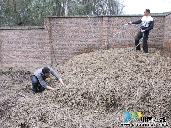 牛滩镇：姜农进了合作社&nbsp;致富路上干劲足(图1)