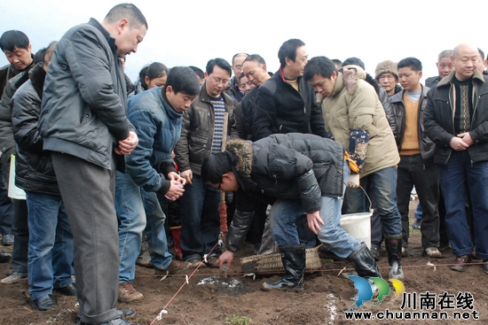 叙永种植烤烟10.2万亩&nbsp;计划实现产值3亿元(图2)