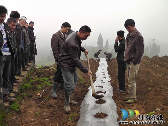 龙山镇：加强烤烟栽培技术指导(图2)