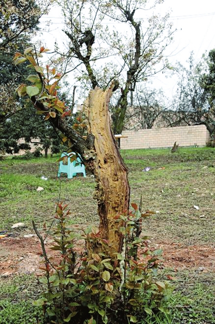 3600棵樱桃树将砍伐重植&nbsp;三年内泸州樱桃山不能赏花(图3)