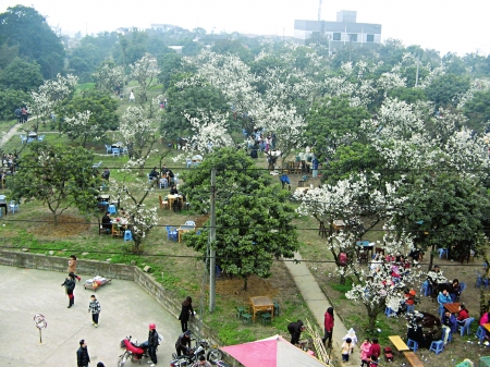 3600棵樱桃树将砍伐重植&nbsp;三年内泸州樱桃山不能赏花(图2)