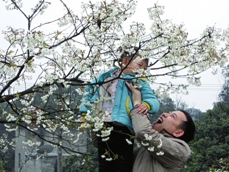 3600棵樱桃树将砍伐重植&nbsp;三年内泸州樱桃山不能赏花(图1)