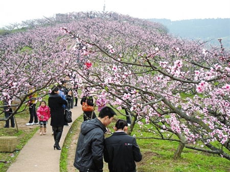 今年春天来得晚花期推迟&nbsp;川南赏花还要等一周(图2)