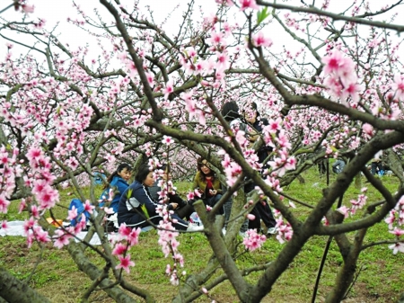 今年春天来得晚花期推迟&nbsp;川南赏花还要等一周(图3)