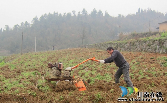护家乡:掀起烤烟起梗高潮(图1) 护家乡:掀起烤烟起梗高潮(图1)