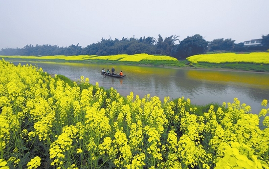 宜宾：阳春三月菜花黄(图3)