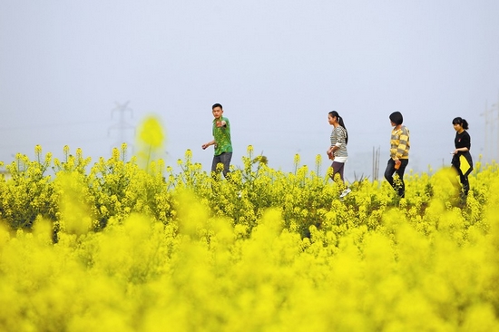 宜宾：阳春三月菜花黄(图1)