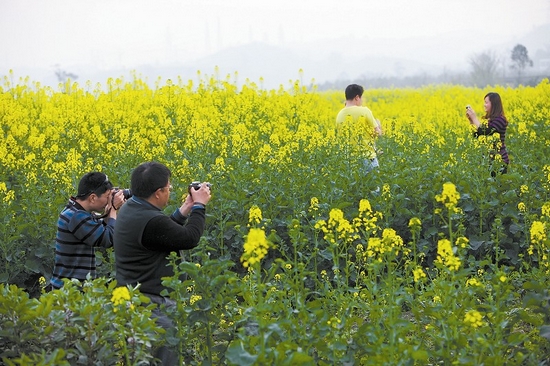 宜宾：阳春三月菜花黄(图2)