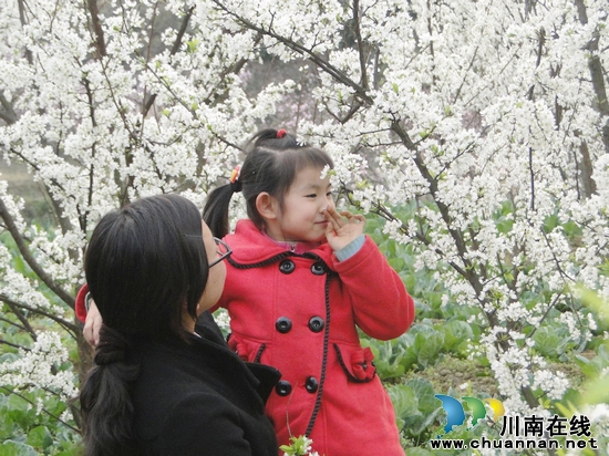 泸州市赤水镇&nbsp;李花正艳(图1)