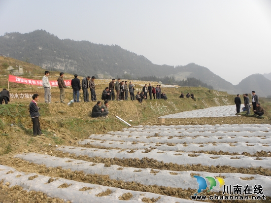 黄坭乡：开展烤烟起埂&nbsp;施肥现场培训(图1)
