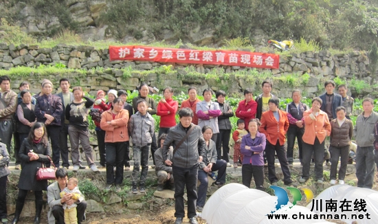 护家乡：召开绿色红梁育苗培训现场会(图1)