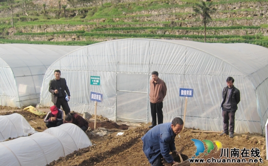 护家乡：召开绿色红梁育苗培训现场会(图3)