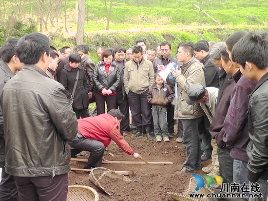 古蔺龙山镇：“美人椒”落地&nbsp;美了土地&nbsp;乐了椒农(图2)