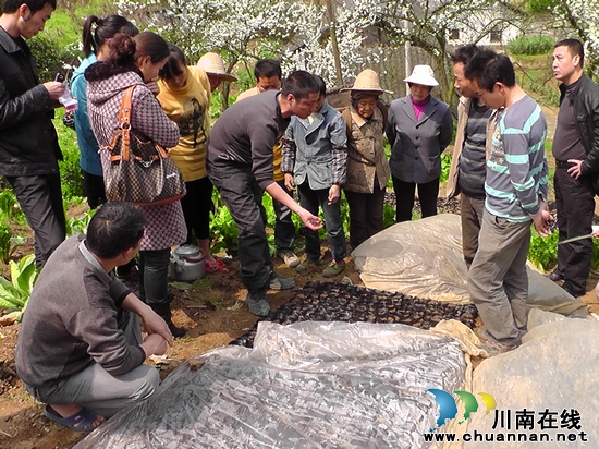 古蔺龙山镇：“美人椒”落地&nbsp;美了土地&nbsp;乐了椒农(图3)