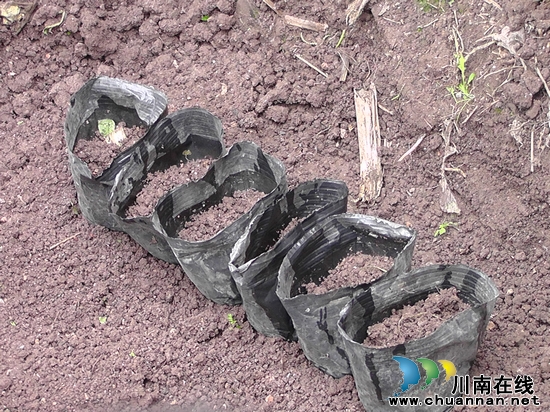 古蔺龙山镇：“美人椒”落地&nbsp;美了土地&nbsp;乐了椒农(图4)