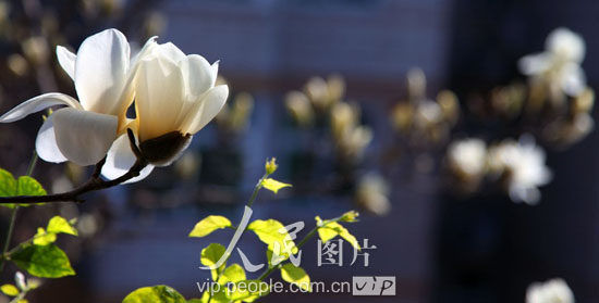 拼假出游&nbsp;N种方案“花枝招展”过清明(图5)