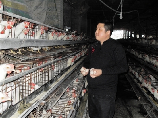 养殖户如何应对蛋价“跳水”(图1)