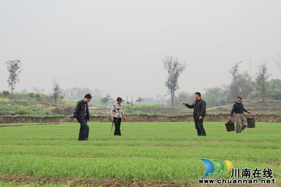 牛滩镇：采取措施抗旱保苗促移栽(图1)