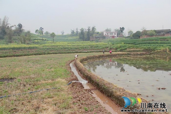 牛滩镇：采取措施抗旱保苗促移栽(图2)