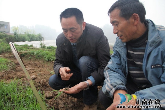 龙车镇:跑田坎,农技员把好育苗关(图1) 龙车镇:跑田坎,农技员把好育苗关(图1)