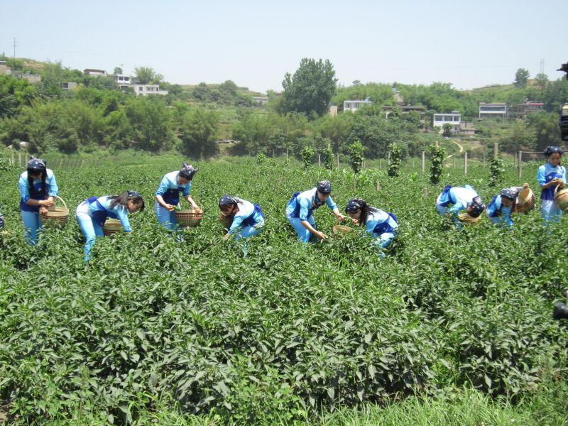 美丽华阳(图5)