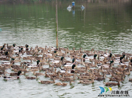 华阳乡村旅游宣传主题及形象徽标有奖征集活动公告(图5)