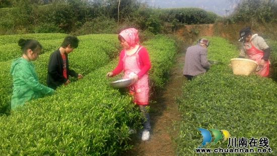 叙永县丹岩村:清明时节 农家留守人员采茶忙(图1) 叙永县丹岩村:清明时节 农家留守人员采茶忙(图1)