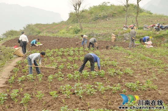 龙滩村：掀起高粱漂浮育苗移栽高潮(图3)