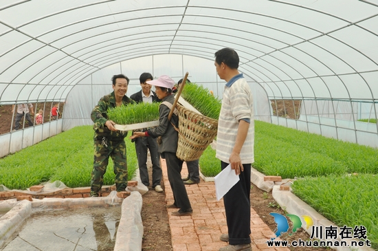 龙滩村：掀起高粱漂浮育苗移栽高潮(图1)
