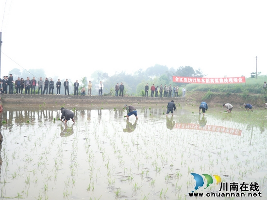 佛荫镇：召开合江县2012年水稻高粱栽秧现场会(图1)