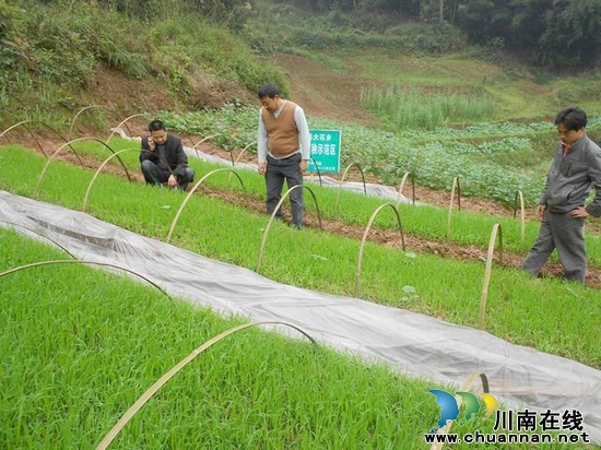 大石乡：第一季旱育秧苗即将移栽(图1)