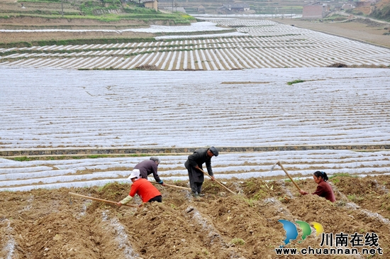 水潦乡：烟区抢墒起垄忙(图2)