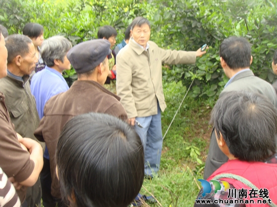 合江县：柚子产业大发展&nbsp;田间课堂受欢迎(图1)