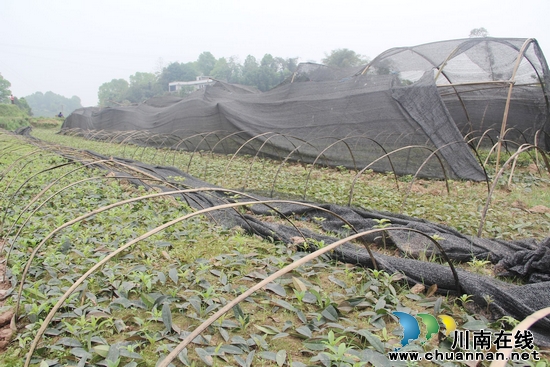 龙车镇:繁育优质名品苗 做强桂花产业(图1) 龙车镇:繁育优质名品苗 做强桂花产业(图1)