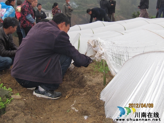 护家乡:召开绿色红梁苗床管理现场会(图1) 护家乡:召开绿色红梁苗床管理现场会(图1)