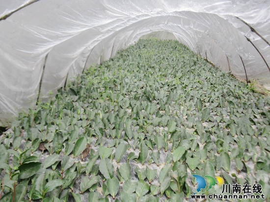 马嘶乡：大力推广绿色茶育苗栽培技术(图1)