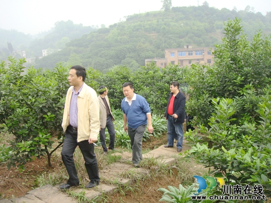 泸州市农业局到合江白米乡考察调研真龙柚产业(图1)