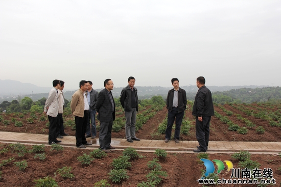 泸州市委农工办深入合江县调研指导农业产业化经营(图1) 泸州市委农工办深入合江县调研指导农业产业化经营(图1)