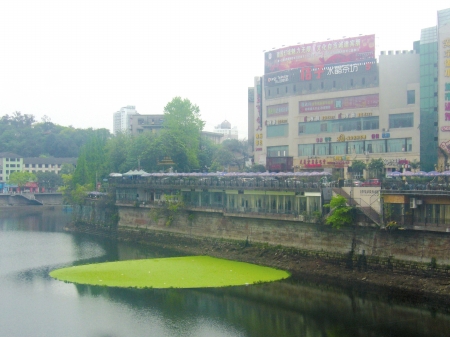 自贡釜溪河惊现巨型浮萍&nbsp;市民大称惊奇(图1)