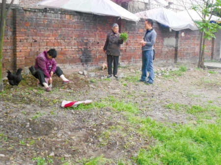 宜宾人民路体育场成市民野菜地 摘菜的多踢球的少(图2) 宜宾人民路体育场成市民野菜地 摘菜的多踢球的少(图2)