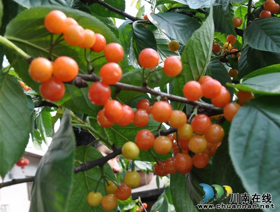 纳溪区:“赏花、吃果、游玩”乡村游火起来(图3) 纳溪区:“赏花、吃果、游玩”乡村游火起来(图3)