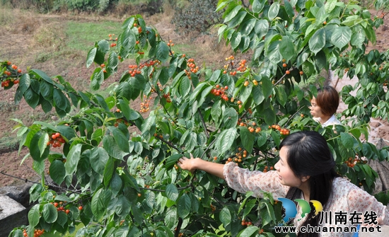 纳溪区:“赏花、吃果、游玩”乡村游火起来(图2) 纳溪区:“赏花、吃果、游玩”乡村游火起来(图2)