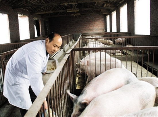内江市实施畜禽标准化生产工程