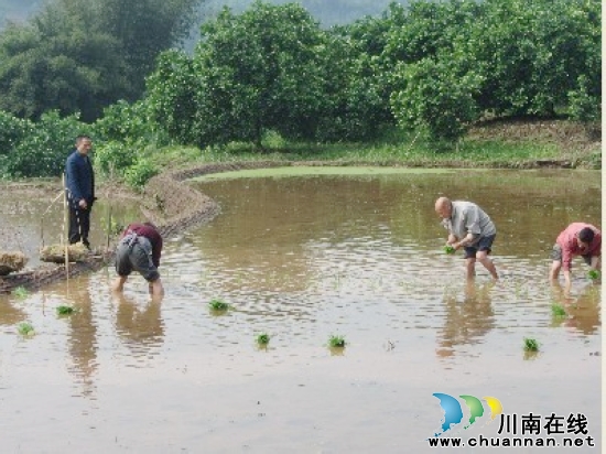 密溪乡:强化栽培技术 提高粮食产量(图2) 密溪乡:强化栽培技术 提高粮食产量(图2)