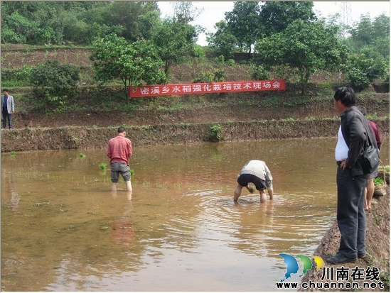密溪乡:强化栽培技术 提高粮食产量(图1) 密溪乡:强化栽培技术 提高粮食产量(图1)