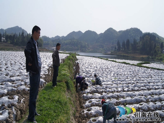 摩尼镇：掀起烤烟移栽高潮